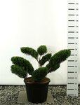 Juniperus media Mint Julep Multiplateau - totale hoogte 80-100 cm - 20 ltr [pallet]