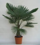 Trachycarpus fortunei - stam 25-30 cm - totale hoogte 120-140 cm - pot &Oslash; 31 cm