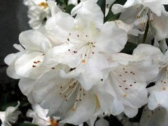 Rhododendron Cunningham's White - totale hoogte 50-60 - pot 5 ltr