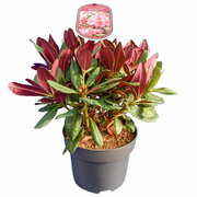 Rhododendron Wine & Roses - totale hoogte 35-45 cm - pot 22 cm