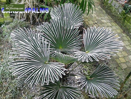 Trachycarpus wagnerianus - stam 100-120 cm - pot 65 ltr [pallet]