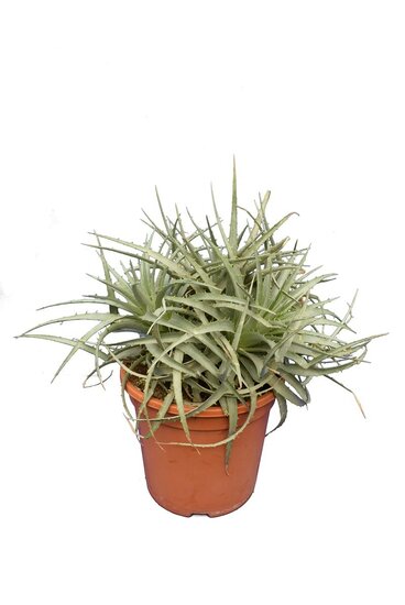 Puya venusta - totale hoogte 40-50 cm - pot &Oslash; 26 cm