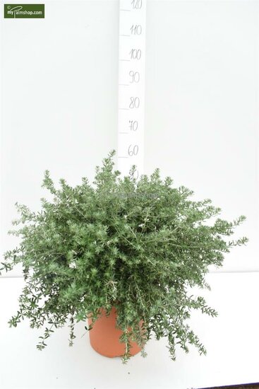 Westringia fruticosa - totale hoogte 40-50 cm - pot &Oslash; 22 cm