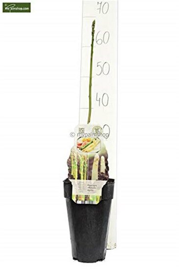Asparagus officinalis gijnlim - totale hoogte 55-65 cm - pot 2 ltr