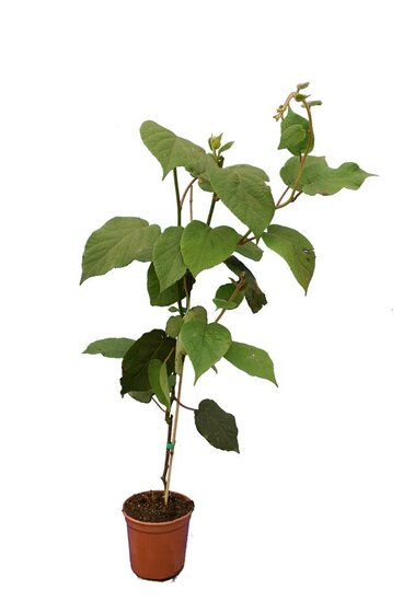Actinidia chinensis Hayward - totale hoogte 80-100 cm - pot &Oslash; 17 cm