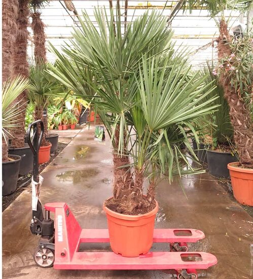 Trachycarpus fortunei Multitrunk - totale hoogte 140-160 cm - pot &Oslash; 50 cm - 45 ltr [pallet]