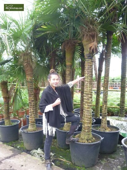 Trachycarpus fortunei - stam 80-90 cm - totale hoogte 200+ cm - pot &Oslash; 48 cm [pallet]