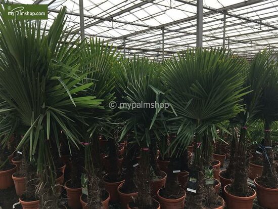 Trachycarpus fortunei - stam 160-180 cm - pot &Oslash; 65 cm [pallet]