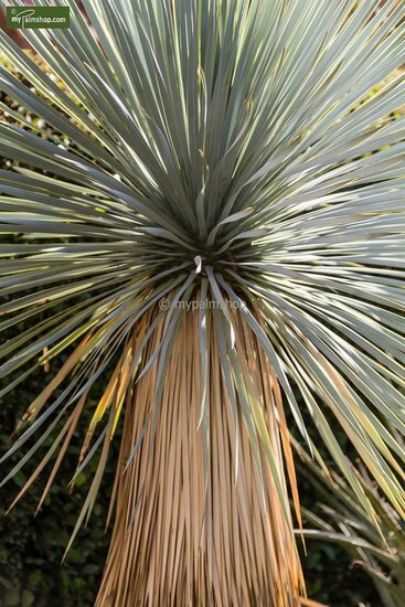 Yucca rostrata - totale hoogte 70-90 cm - pot &Oslash; 30 cm