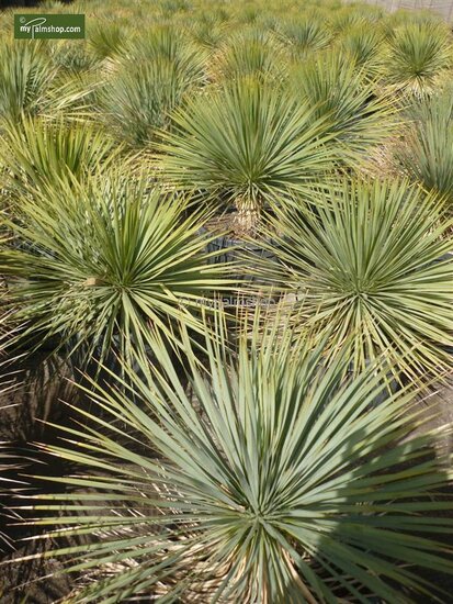Yucca rostrata - totale hoogte 50-70 cm pot 26 cm