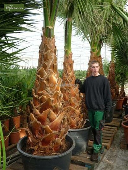 Washingtonia robusta - stam 40+ cm - totale hoogte 160-180 cm - pot 40 &Oslash; cm [pallet]
