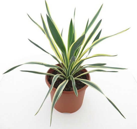 Yucca gloriosa Variegata - totale hoogte 60-70 cm - pot &Oslash; 26 cm