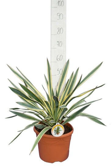 Yucca gloriosa Variegata - totale hoogte 60-70 cm - pot &Oslash; 26 cm