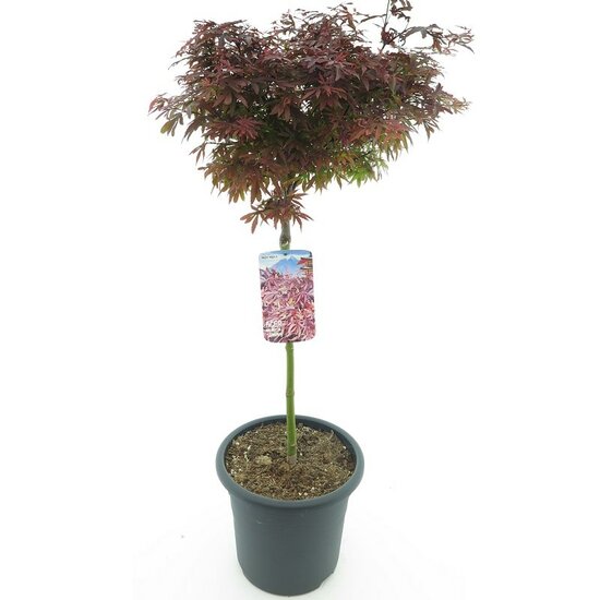 Acer palmatum Shaina - stam 60-80 cm - totale hoogte 110-130 cm - pot 15 ltr