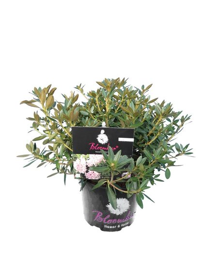 Bloombux pink - Rhododendron micranthum Inkarho - totale hoogte 20-30 cm - pot 0,5 ltr