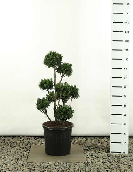 Chamaecyparis obtusa Draht Multibol - totale hoogte 100-125 cm - pot 20 ltr