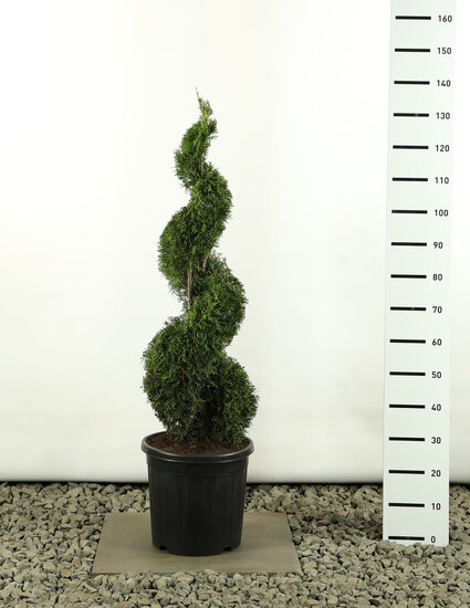 Thuja occidentalis Smaragd Spiraal - totale hoogte 100-125 cm