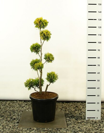 Thuja occidentalis Yellow Ribbon Multibol extra - totale hoogte 100-125 cm - pot 18 ltr