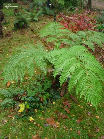 Cyathea cooperi in forest