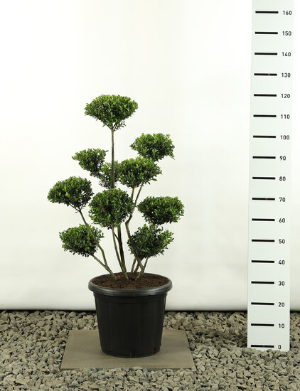 Ilex crenata Green Hedge Multiplateau extra -  totale hoogte 80-100 cm - pot &Oslash; 20 cm