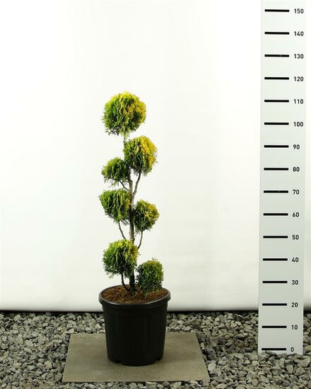 Thuja occidentalis Golden Smaragd Multibol - totale hoogte 100-125 cm - pot 20 ltr