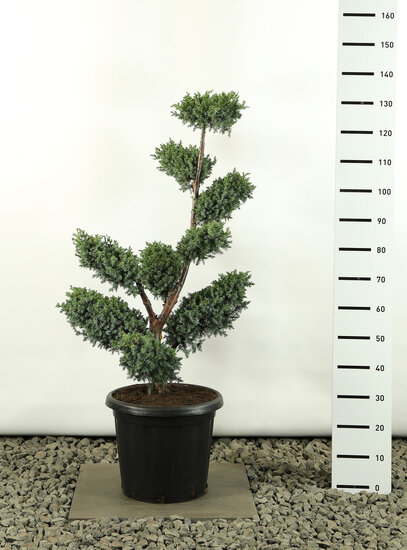 Juniperus chinensis Blue Alps multiplateau - totale hoogte 100-125 cm - pot 20 ltr