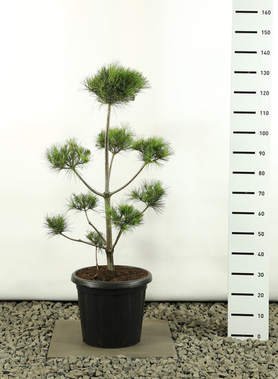 Pinus strobus Multiplateau - totale hoogte 100-125 cm - pot 20 ltr