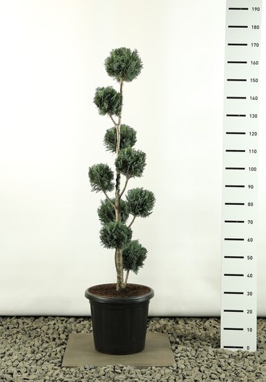 Chamaecyparis lawsoniana Columnaris multibol totale hoogte 150-170 cm