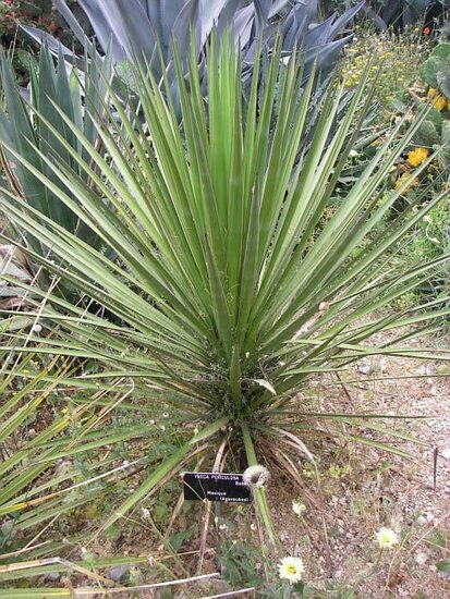Yucca periculosa - totale hoogte 50+ cm - pot 10 x 10 cm