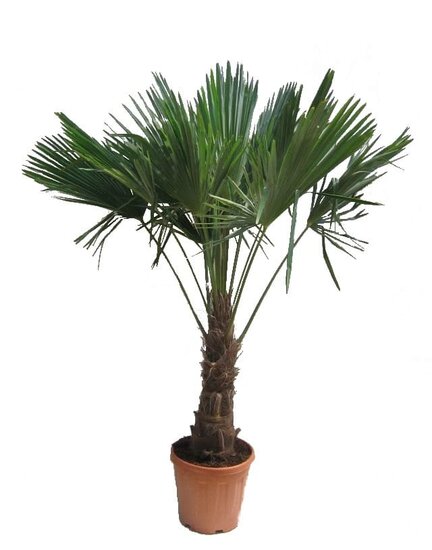 Trachycarpus fortunei - stam 60-70 cm - totale hoogte 180+ cm - pot &Oslash; 40 cm [pallet]