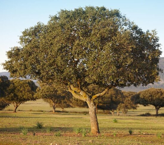 Quercus ilex - totale hoogte 140+ cm - pot &Oslash; 26 cm