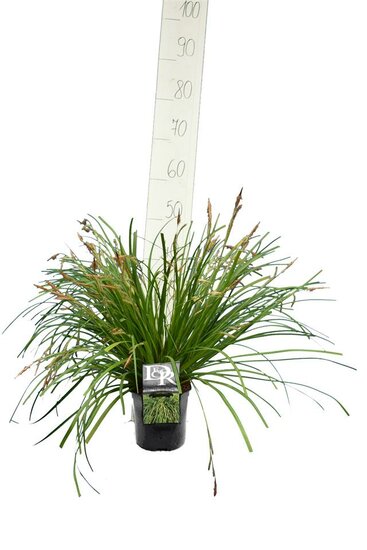 Carex Evergreen - totale hoogte 30-40 cm - pot 2 ltr