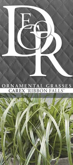 Carex Ribbon Falls