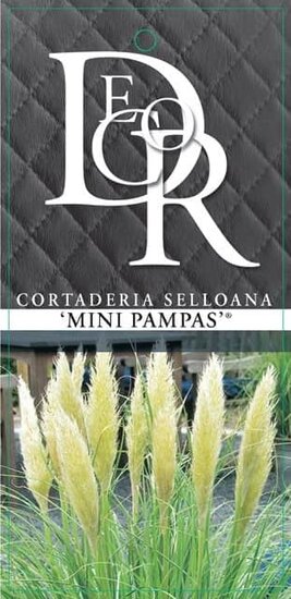 Cortaderia selloana Mini Pampas - pot 5 ltr