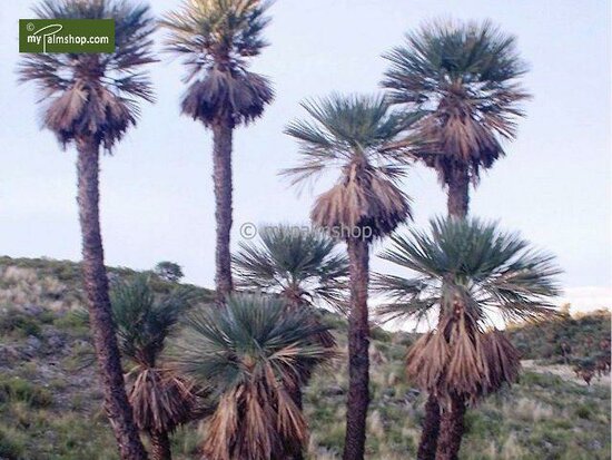 Trithrinax campestris - stam 20-30 cm - totale hoogte 90-110 cm - pot &Oslash; 50 cm [pallet]