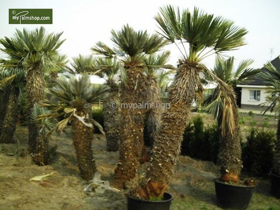 Trithrinax campestris - stam 20-30 cm - totale hoogte 90-110 cm - pot &Oslash; 50 cm [pallet]