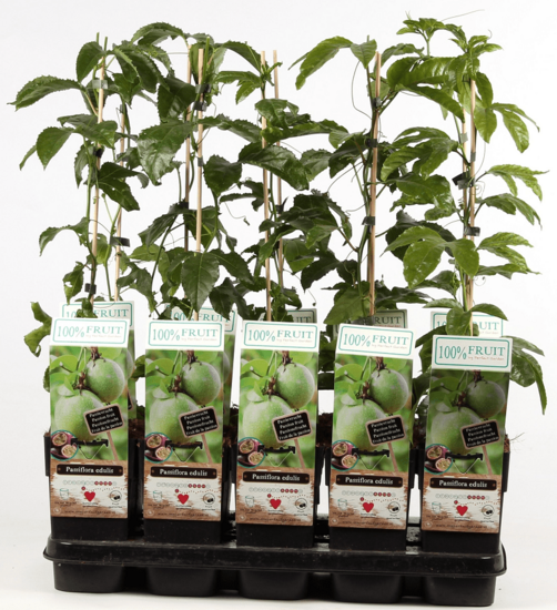 Passiflora edulis - pot 2 ltr
