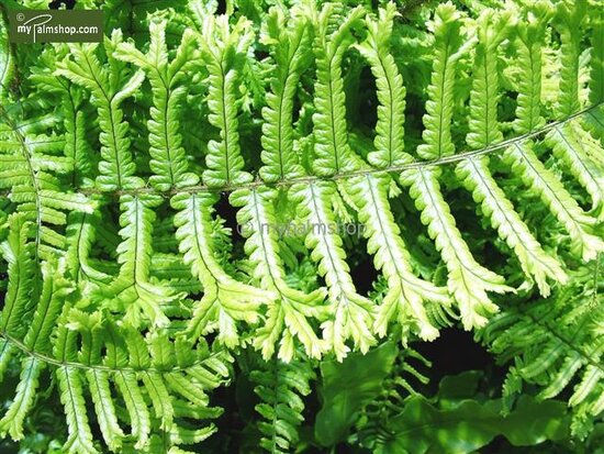 Dryopteris Affinis Cristata The King 5 ltr
