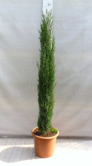 Cupressus sempervirens Totem - totale hoogte 200+ cm - pot &Oslash; 35 cm [pallet]