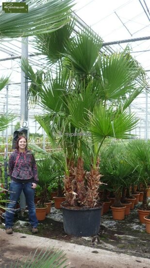 Washingtonia robusta multitrunk - totale hoogte 140-160 cm - pot &Oslash; 45 cm [pallet]