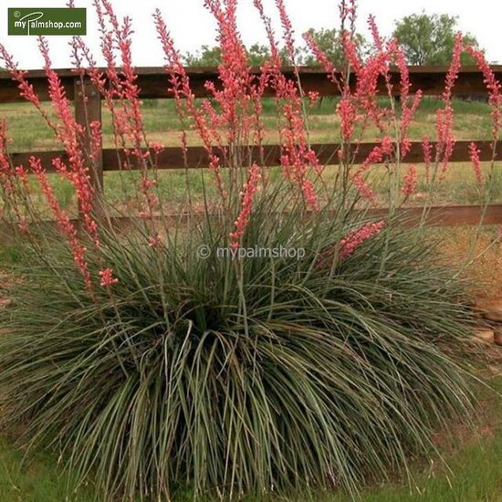 Hesperaloe parviflora - totale hoogte 50-70 cm - pot &Oslash; 26 cm
