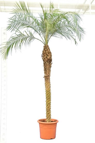 Phoenix roebelenii - stam 140-160 cm - totale hoogte 240+ cm - pot &Oslash; 45 cm [pallet]