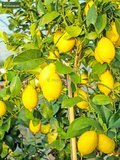 Citrus limon - totale hoogte 150-170 cm - pot &Oslash; 35 cm