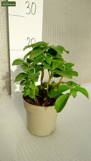Pachysandra terminalis - pot &Oslash; 11 cm