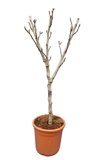 Ficus carica Brown Turkey - dikke stam - stamomtrek 10-13 cm - totale hoogte 100-120 cm - pot &Oslash; 31 cm