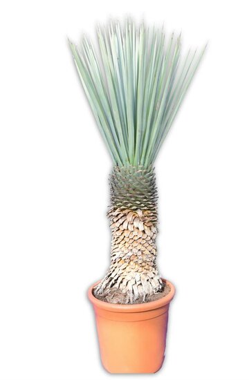 Yucca rigida - stam 50-60 cm [pallet]