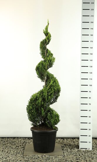 Cupressocyparis leylandii sp. Castlewellan Gold spiraal extra - totale hoogte 160-180 cm [pallet]