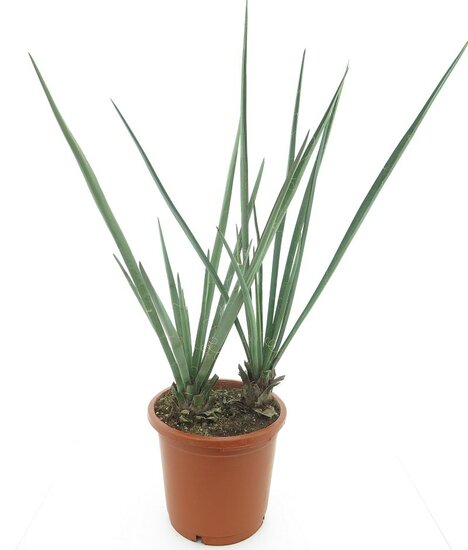Yucca baccata multitrunk - stam 10-20 cm - totale hoogte 100-120 cm - pot &Oslash; 33 cm