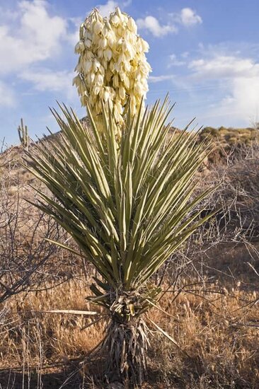 Yucca baccata multitrunk - stam 10-20 cm - totale hoogte 100-120 cm - pot &Oslash; 33 cm