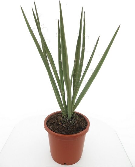 Yucca baccata - stam 10-20 cm - totale hoogte 80-100 cm - pot &Oslash; 33 cm